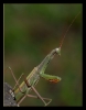 Insectes divers_91