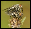 Insectes divers_92