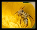 Insectes divers_93