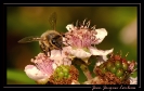Insectes divers_94