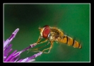 Insectes divers_95