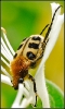 Insectes divers_96