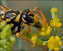 Insectes divers_97