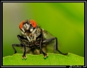 Insectes divers_98