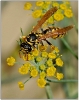Insectes divers_99