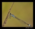 Libellules_11