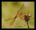 Libellules_12
