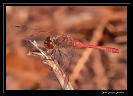 Macros