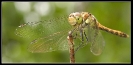 Libellules_18