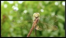 Libellules_1