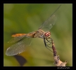  Libellules
