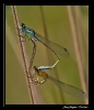 Libellules_23
