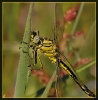  Libellules