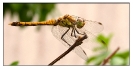 Libellules_25