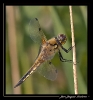 Libellules_26