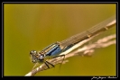 Libellules_29