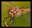 Libellules_2