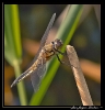 Libellules_30