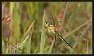 Libellules_31