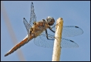 Libellules_34