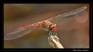 Libellules_35