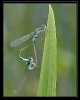 Libellules_38