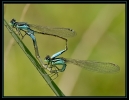Macros