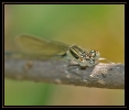 Libellules_40