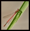 Libellules_41