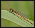 Libellules_43