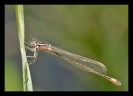 Libellules_44