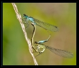 Libellules_45