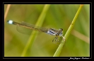 Macros