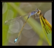 Libellules_48