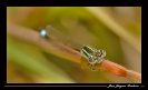 Libellules_49