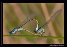 Libellules_4