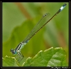 Libellules_50