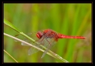 Libellules_51