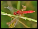 Libellules_52