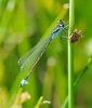 Libellules_53