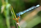 Libellules_54