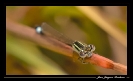 Libellules_5
