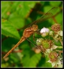 Libellules_6