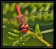 Libellules_7