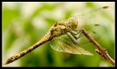 Libellules_8