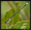 Libellules_9