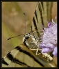 Papillons_100