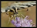 Papillons_101