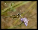 Papillons_102