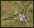 Papillons_103